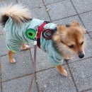 케이디펫 이미지