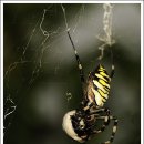 계양산 팔각정 이미지