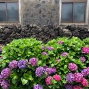 안성리-7 이미지