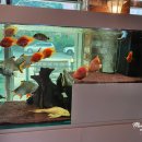 코보아쿠아 이미지