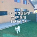 태안 알로하오에 애견풀빌라 | 태안 안면도 애견 풀빌라 추천 알로하오에 내돈내산 후기