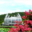 회산백련지 Daum카페