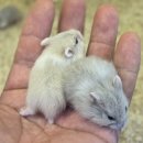 펫엔글라이더 | 광주 광산구 이색반려동물 전문샵 펫엔글라이더본점&amp;로던트클럽 방문 후기