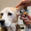 맘동물병원 이미지