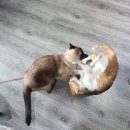 드럼통고양이 이미지