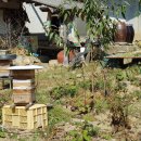 벌과 사람 이미지