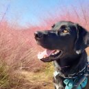 합천예술제 | “추석 연휴 진주 + 꽃여행 코스 🌸 하동 북천 코스모스 &amp; 메밀꽃 축제 추천”