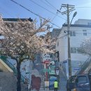나무의 소망 | 부산 여행 벚꽃명소 가볼만한곳 소망계단 모노레일 방문 솔직후기