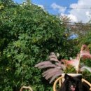 발라당눕스 이미지