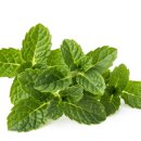 허브 식물과 향기의 이용 이미지