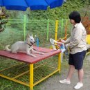 쪼쪼애견 이미지