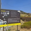 남해-196 | 부산 오륙도 해맞이공원 | 주차 스카이워크 수선화 실시간 개화상태