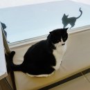 수락 동물병원 이미지