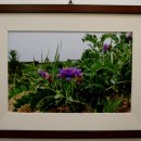 들꽃사랑 이미지