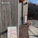 몽글 브라운