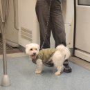 애견나라 백화점 이미지