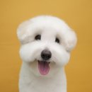 릴리 펫스파 네이버블로그