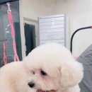 미용의정서애견미용학원 네이버블로그