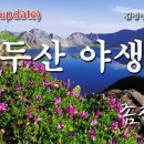 [꽃 이야기 177회 ] 진달래과 중에서 제일 작은 나무 - 좀참꽃 이미지