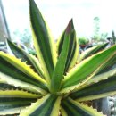 Agave lophantha v. quadricolor variegated 이미지