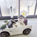 도도하개 이미지