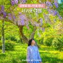 도순동 272-1 대천동주민센터 앞 횡단보도 | 제주 겹벚꽃 명소 서귀포 공원 제주도 도순동 등나무꽃 서귀포 여행