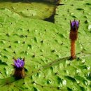 낙동강관리본부 맥도생태공원 4 이미지