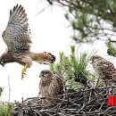 소나무둥지 이미지