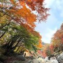 단풍여행 단풍 명소 제주 숲 제주도 천아계곡 단풍 구경 이미지