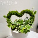 함초롬플라워 이미지