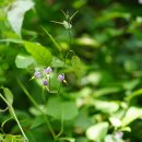 좁은잎배풍등[ Solanaceae (가지과) ＞ Solanum (가지속) ＞ japonense (좁은잎배풍등)] 이미지