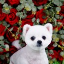 어반독스 이미지