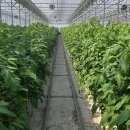 당산보부상 이미지