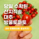 싱싱청과 | 탱글탱글 달콤한 방울토마토 동네청과 대추방울토마토 2kg 후기🍅