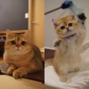 애월캐터리 이미지