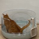 그린 화장실 | 냥쌤 고양이 투명화장실 그린 솔직후기 [내돈내산]