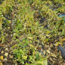 찰수수 쌀, 찰옥수수 쌀, 강낭콩 판매합니다. 이미지