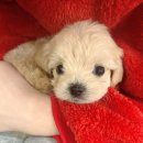 늘 함께하 개 이미지