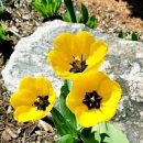 나의살던고향은 이미지