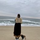 달츄 | 반려견과 함께하는 강릉여행
