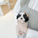 아이티즈 네이버블로그