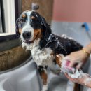 마이핫독 이미지