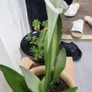 나사 공기정화식물 순위 산세베리아 종류 슈퍼바 문샤인 키우기 물주기 이미지