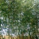 고향에봄 이미지