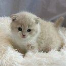 도그마루 강아지고양이 안산점 이미지