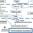 Re: 미토콘드리아 숫자 늘리기(biogenesis) 2020년 최신 논문 이미지