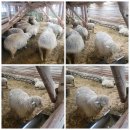 가리왕산목장 | 눈꽃 여행지를 찾는다면? 대관령 양떼목장, 대관령 휴게소 다녀온 후기 (feat. 하늘목장과 완벽 비교!)