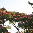 부부금실 상징ㅡ환희의 자귀나무꽃 이미지