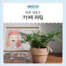 구월동 꽃집 리림에서 만난 후마타고사리, 힐링 가득한 플라워카페 후기