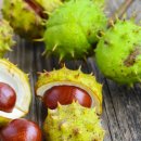 마로니에 이미지